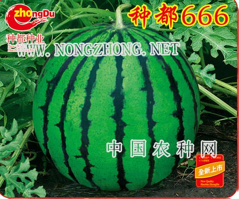 种都666